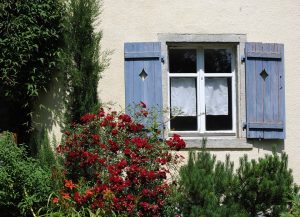 Garden Old Shutter Rose Bush Window