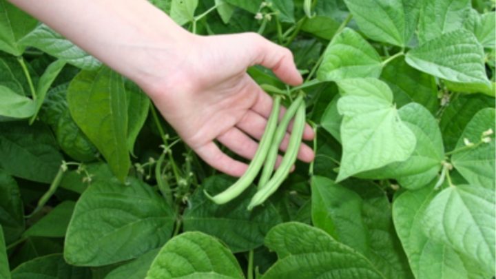 Better Beans for Your Garden