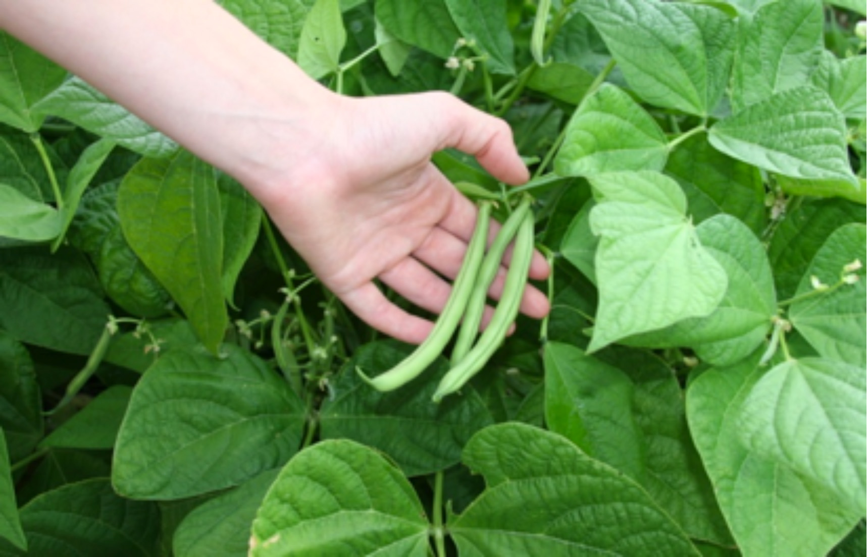 Better Beans for Your Garden