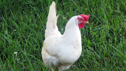 10 Best Chicken Breeds (Infographic)