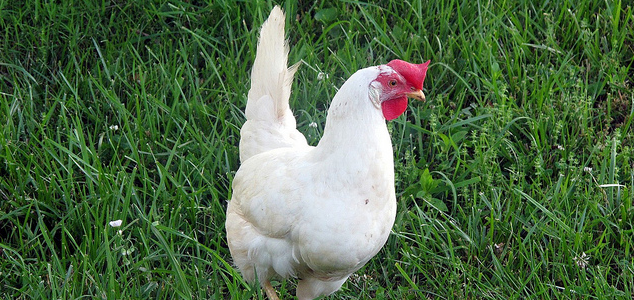 10 Best Chicken Breeds (Infographic)