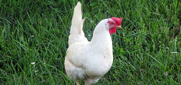 Leghorn-Chicken-Breeds