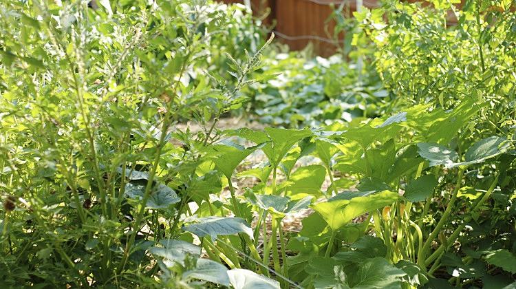 How to Plant a Hidden Survival Garden