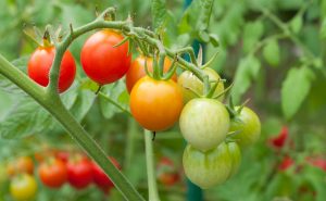 Tips-for-Growing-Healthy-Tomatoes