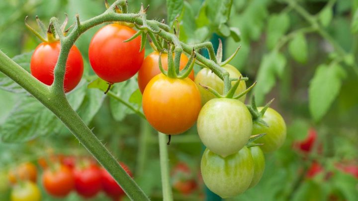3 Tips for Healthier Tomatoes   