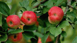 Tips for Growing More Apples   