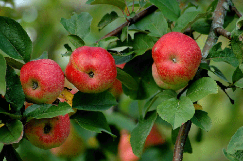 Tips for Growing More Apples   