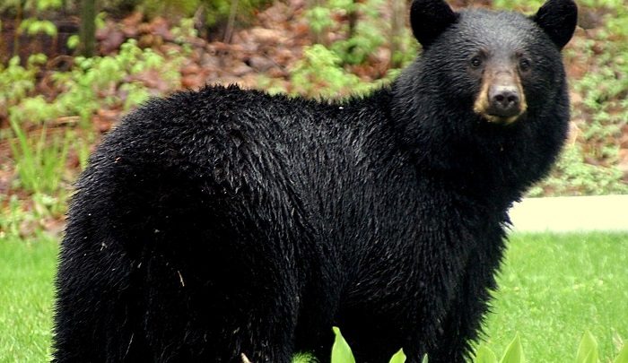 Be Aware of Bears on Your Property