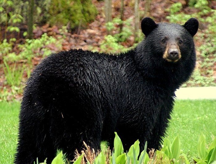 Be Aware of Bears on Your Property