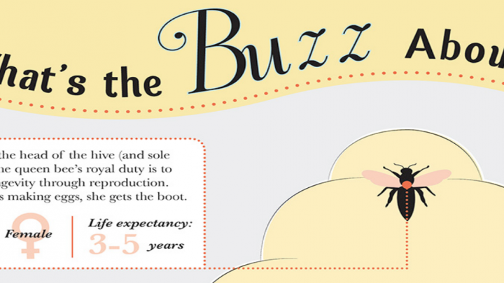 All About Bees (Infographic)