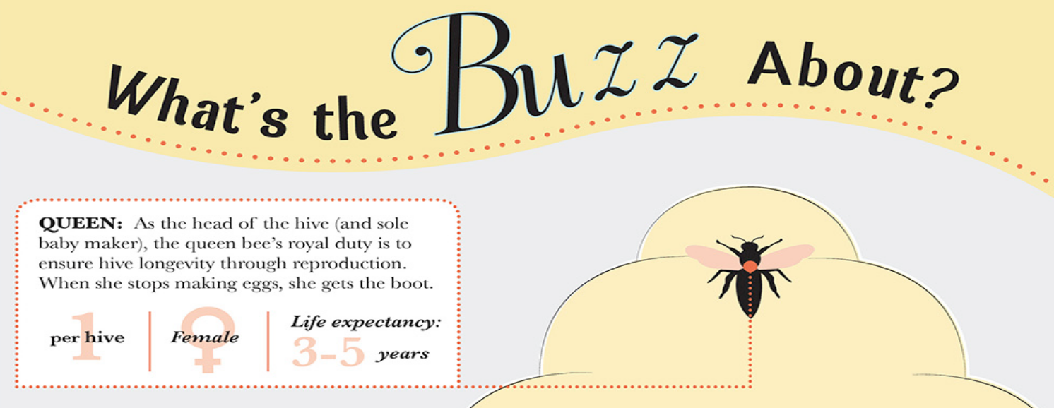 All About Bees (Infographic)