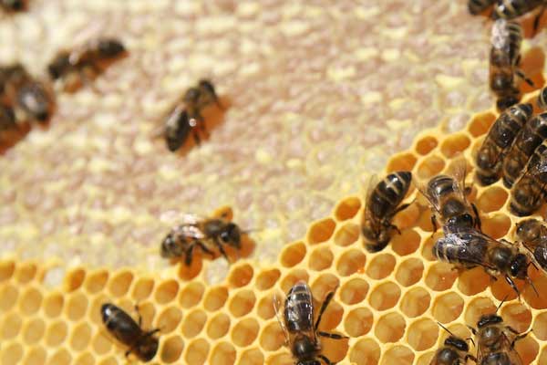 bees-and-beeswax