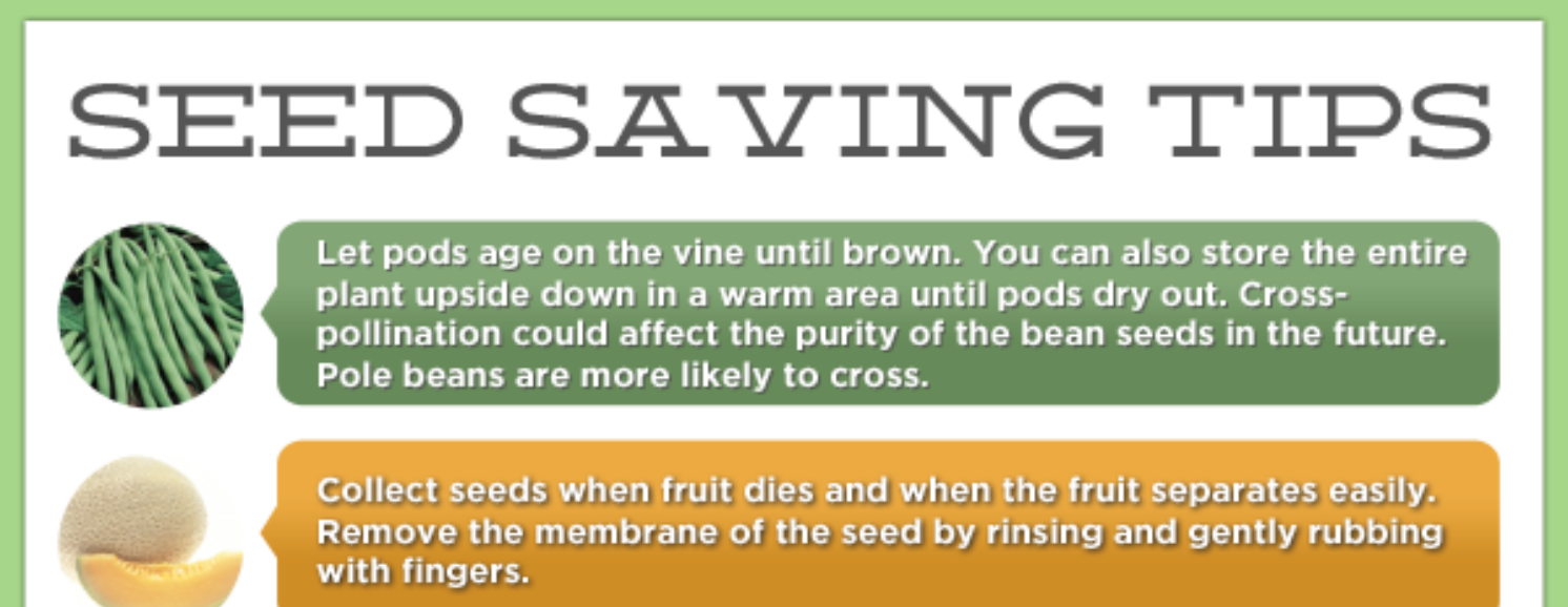 Seed Saving Tips (Infographic)