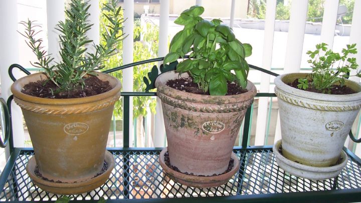 Tips for Growing Herbs Indoors