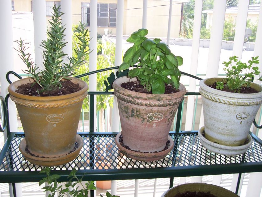 Tips for Growing Herbs Indoors