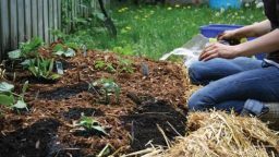 The Easiest Gardening Method You’ll Ever Try