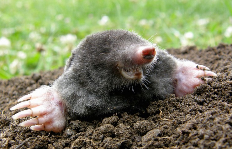 3 Ways to Get Rid of Moles Without Killing Them   