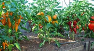 vegetable-garden-tips-2_mini