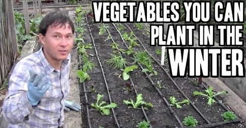 Choosing Vegetables For Your Winter Garden