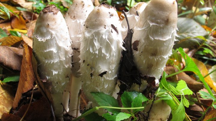Mushroom Foraging for Beginners