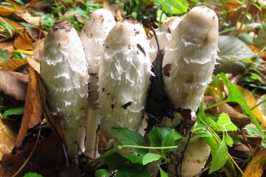 Mushroom Foraging for Beginners