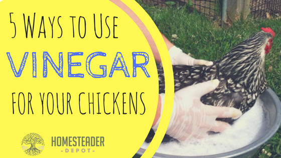 5 Ways to Use Vinegar for Your Chickens