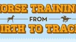 How to Train Horses (Infographic)