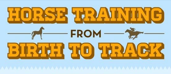 How to Train Horses (Infographic)