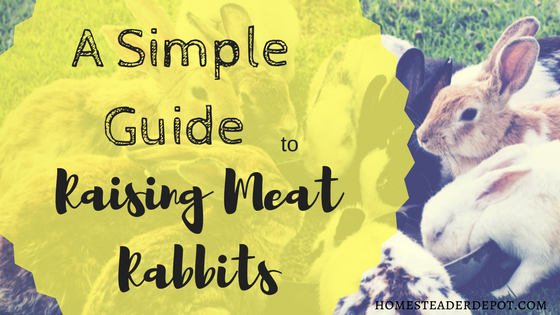 A Simple Guide to Raising Meat Rabbits