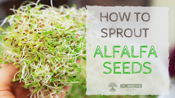 How to Grow Alfalfa Sprouts