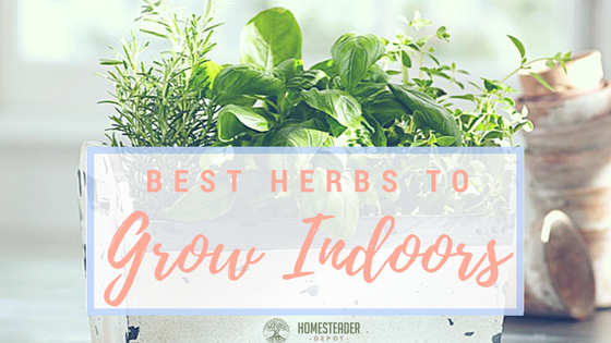 Easiest Indoor Herbs to Grow