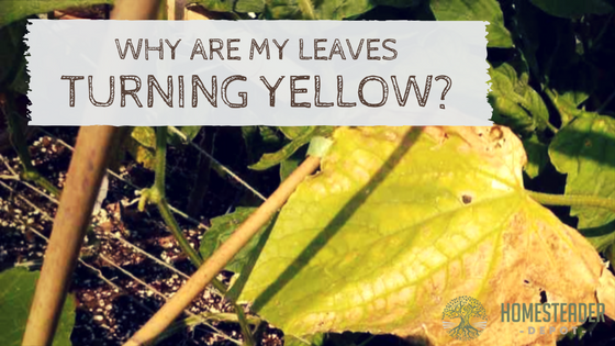 Why Are My Plants Turning Yellow?