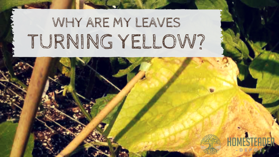 LEAVES YELLOW-