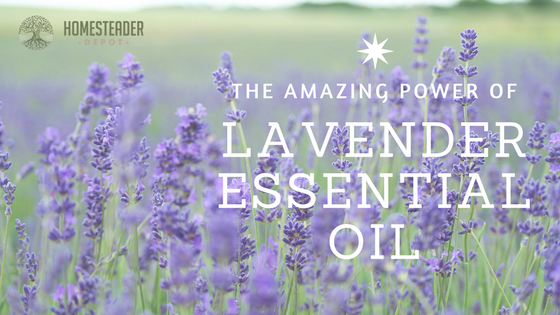 The Amazing Power of Lavender Essential Oil