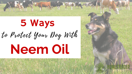 3 Ways to Protect Your Dog With Neem Oil