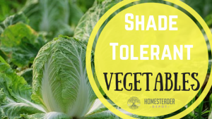 Shade Tolerant