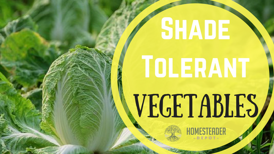 Shade Tolerant Vegetables
