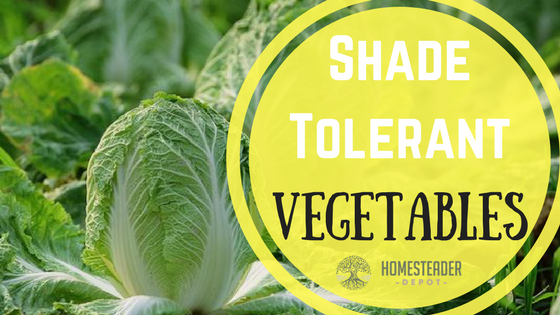 Shade Tolerant