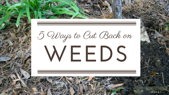 5 Ways to Cut Back on Weeds