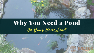 WHY YOU NEED A POND