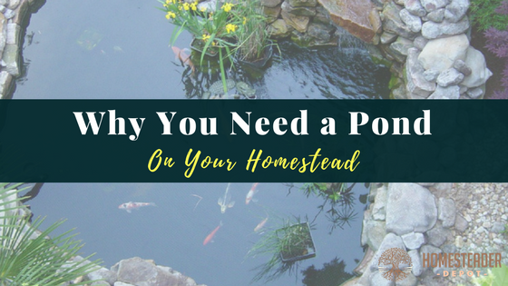Why You Need a Pond on Your Homestead