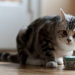 How to Make Raw Cat Food (Video)