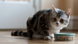 How to Make Raw Cat Food (Video)