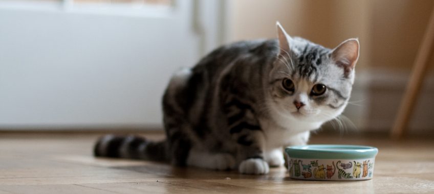 How to Make Raw Cat Food (Video)