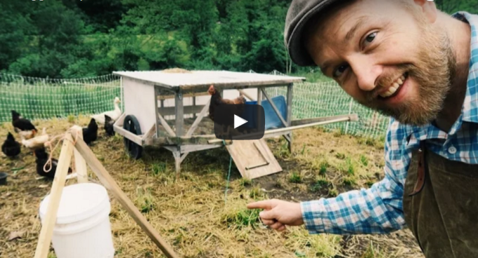 Maggot Dispenser=FREE Chicken Feed (Video)