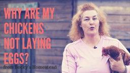 Why Are My Chickens Not Laying Eggs? (Video)