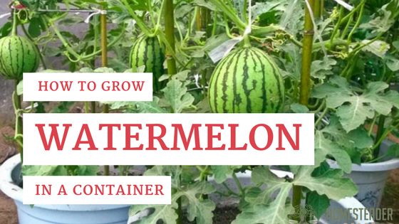 How to Grow Watermelon in a Pot