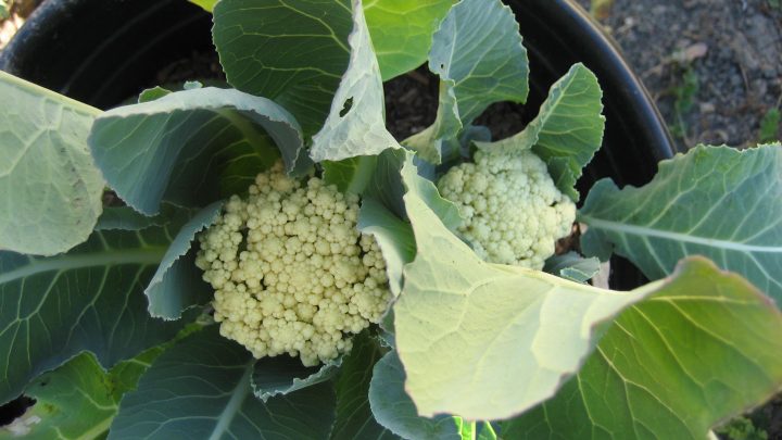 Growing Cauliflower in a Container