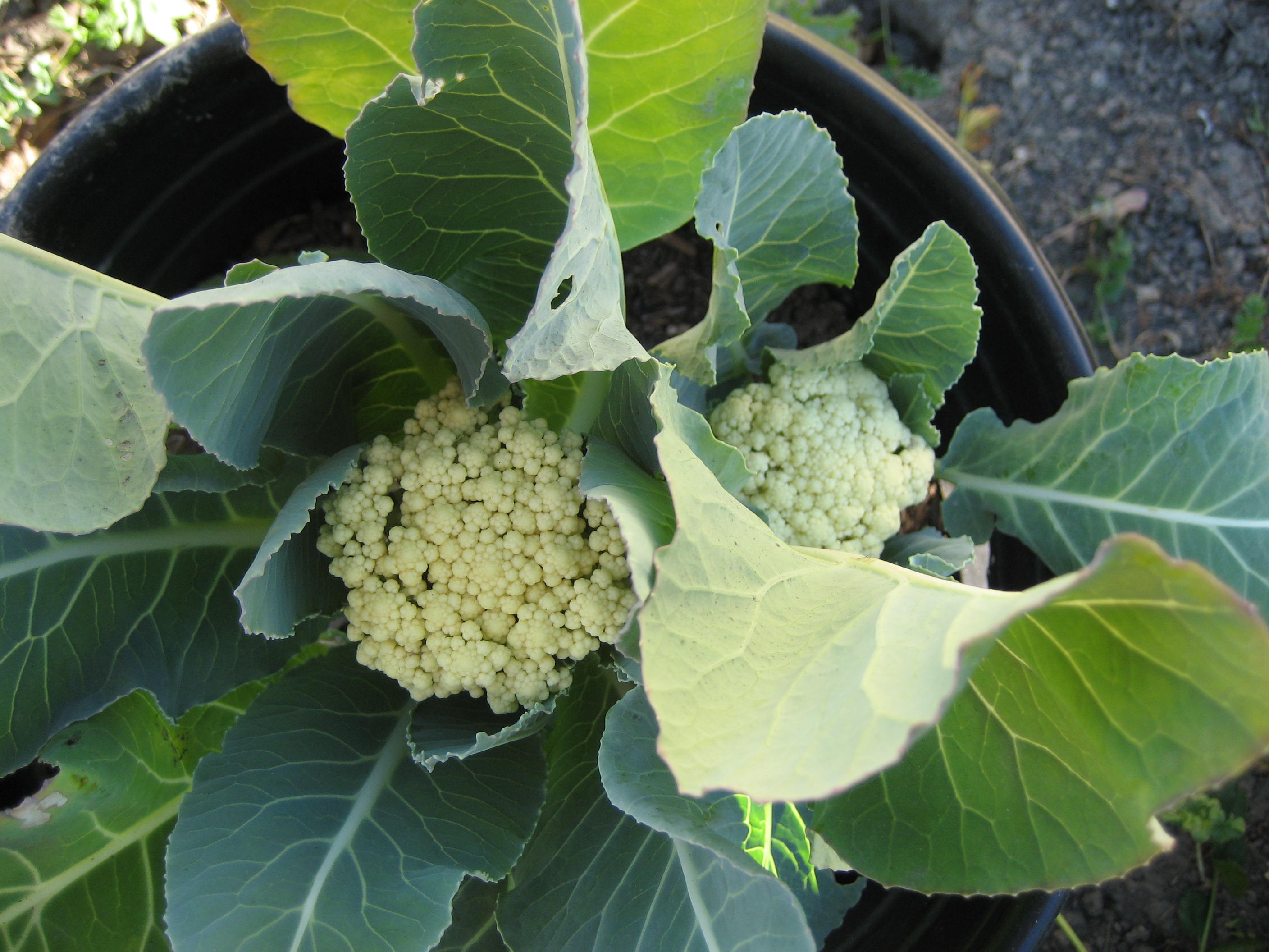 Growing Cauliflower in a Container