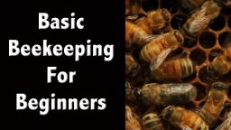 A Simple Guide to Starting a Beehive (Video)